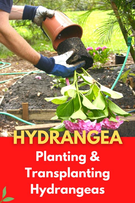 Whether you’re planting a hydrangea in the garden or transferring a hydrangea from a pot to a planter, timing is important and can influence the health and viability of your hydrangea plants. There are plenty of reasons why you may need to transfer a hydrangea and lack of space or lack of adequate sun exposure are the most common reasons. I’m going to discuss the best time to plant a hydrangea outside when to transplant hydrangeas and choosing the best location for these plants. When Is The Best Time To Transplant Hydrangeas, Planting Hydrangeas In The Fall, Best Time To Plant Hydrangeas, How To Transplant Hydrangeas, When To Transplant Hydrangeas, How To Prune Hydrangeas Spring, When To Plant Hydrangeas In Ground, Best Place To Plant Hydrangeas, How To Plant Hydrangea In Ground