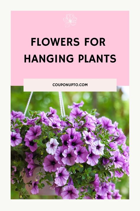 Flowers For Hanging Plants Outdoor Hanging Plants, Hanging Flowering Plants, Dried Flowers Crafts, Patios And Decks, Cascading Flowers, Plants For Hanging Baskets, Growing Strawberries, Flowering Plants, Drought Tolerant Plants