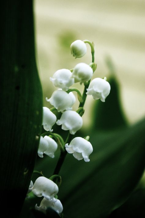 snow bells ... Alyssa Targaryen, Bell Flowers, Baby Bells, Pretty Plants, Lily Of The Valley, The Valley, Beautiful Nature, Coloring Books, Lily