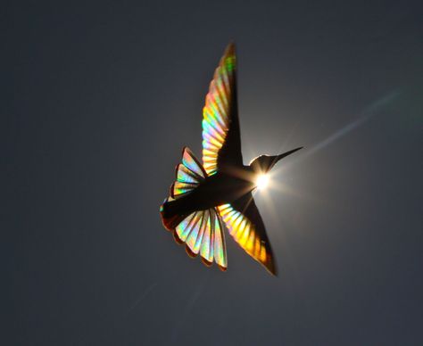 Diffraction Of Light, Hummingbird Wings, Magical Pictures, Dog Shots, Bird Wings, Sirius Black, Natural Phenomena, Colorful Birds, Nature Animals