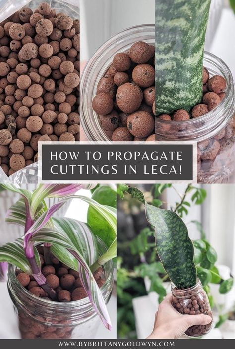 Wondering how to get started with propagating cuttings in LECA? I'm talking about how to use LECA and sharing my very first attempts at rooting some of my plant cuttings in it. Plant Propagation Hacks, Leca House Plants, Leca Plants, Propagating Plants From Cuttings, Semi Hydroponics, Gardening Notebook, Houseplant Propagation, Hydro Plant, Plant Parenting