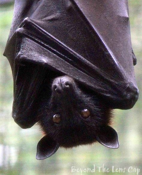 Bat Bat Hanging, Fox Bat, Fruit Bats, Bat Species, Hanging Upside Down, Flying Fox, Fruit Bat, Baby Bats, Exotic Animals