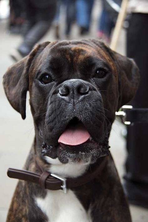 Brindle boxer Brindle Boxer, Boxer And Baby, Boxer (dog), Puppy Kisses, Boxer Puppy, Boxer Love, Boxer Puppies, My Buddy, Boxer Dogs