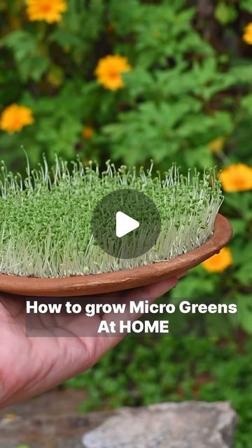 Nitya Hegde on Instagram: "How to grow Microgreens at home?!

I have used chia seeds and basil seeds.
I know it takes a lot of time and patience, growing microgreens is like taking care of a small baby. 👶 I have to say ;Growing these greens gives me immense pleasure.😍

Microgreens are a great addition to our diet! Give it a try! If you like the video, do like and share it with people who would like to try it

#microgreens #tipsandtricks #salads" Grow Microgreens Indoors, Chia Seeds Sprouts, How To Grow Microgreens At Home, Micro Greens Recipe, Chia Microgreens, Micro Greens Growing, Growing Chia Seeds, Microgreens Growing, How To Grow Microgreens