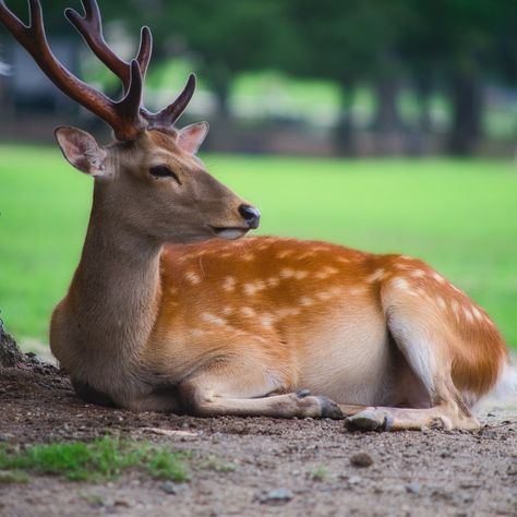 lying deer on ground photo – Free Image on Unsplash Ground Photo, Deer Photography, Brown Image, Deer Photos, Nara Japan, Sculpture Projects, Reference Images, Hd Photos, Animals Beautiful