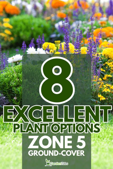 8 Great Ground-Cover Plants For Zone 5 Zone 5 Perennials Landscaping, Landscaping Zone 5, Zone 5 Flowers, Zone 5 Landscaping, Plants For Zone 5, Ground Cover Perennials, Zone 5 Plants, Wisconsin Garden, Low Growing Ground Cover