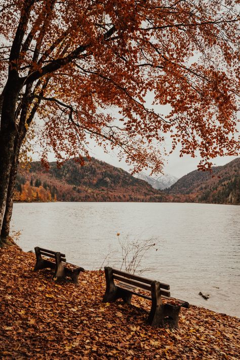 Wooden Bench Near Lake · Free Stock Photo Wallpaper Trees, 4k Phone Wallpapers, Wooden Benches, Brown Autumn, Fall Mood Board, Autumn Lake, Fallen Leaves, Autumn Scenes, World Religions