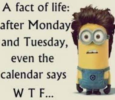 Mean Humor Hilarious, Swear Words Quotes, Motivational Life Quotes, Funny Quotes Wallpaper, Funny Mean Quotes, Funny Minion Pictures, Mean Humor, Funny Minion Memes, Funny Day Quotes