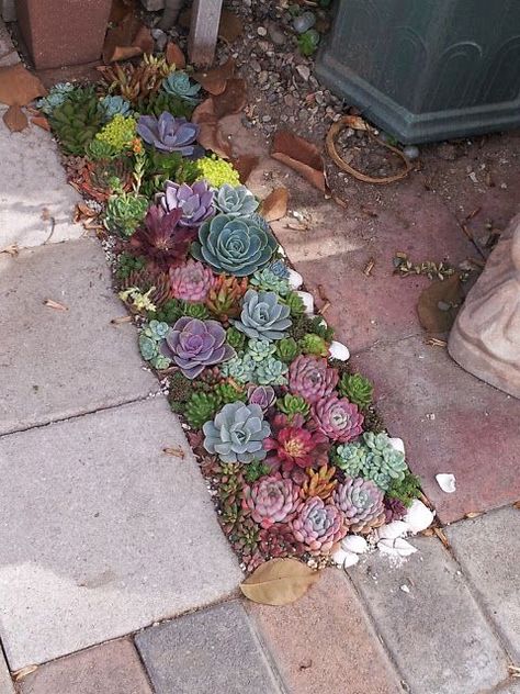 Succulent Landscape, Succulent Garden Landscape, Kaktus Dan Sukulen, Succulent Landscape Design, Succulent Garden Design, Succulent Landscaping, Succulent Garden Diy, Dry Garden, Rock Garden Landscaping