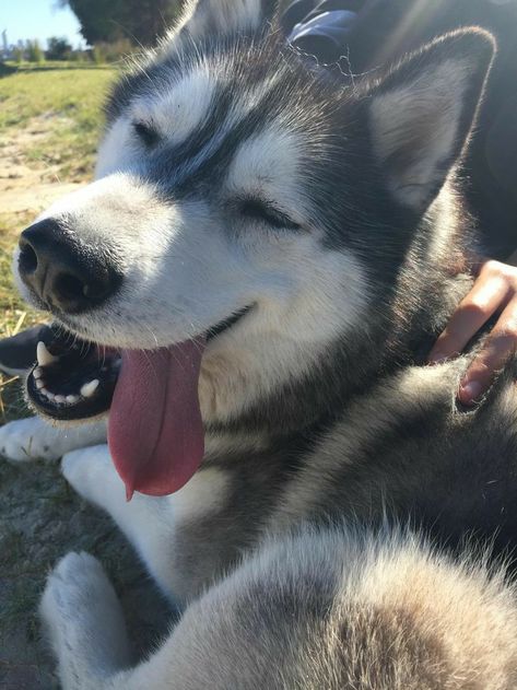 Grey Husky, Funny Dog Faces, Beach Dog, Cute Husky, Super Cute Puppies, Siberian Husky Dog, Cute Little Puppies, Snow Dogs