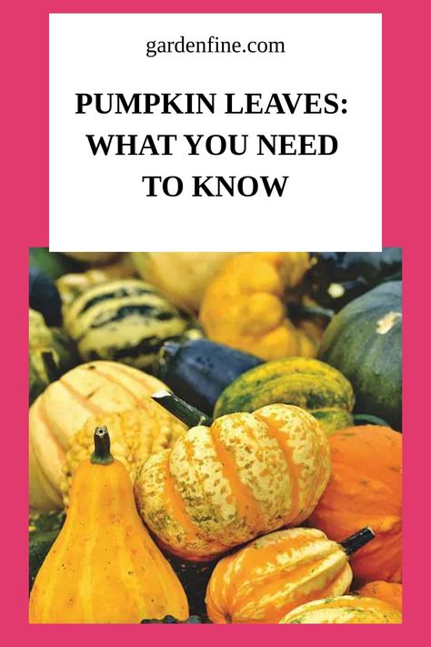 Yes, pumpkins do have leaves. While most of the foliage is lost during the winter months, there are a few patches left that can be seen on some varieties of How To Grow Pumpkins, Pumpkin Trellis, Grow Pumpkins, Pumpkin Varieties, Pumpkin Vine, Planting Pumpkins, Cooking Pumpkin, Large Pumpkins, Growing Pumpkins