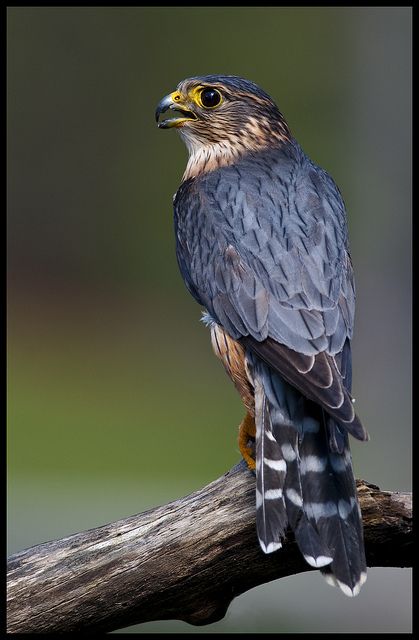 Merlin Falcon | Merlin Falcon 5 | Flickr - Photo Sharing! Drumbot Brian, Falcons Bird, Merlin Falcon, Types Of Falcons, Falcon Reference, Golden Eagle Falconry, Merlin Bird, Raptor Bird Of Prey, On The Wings Of Love