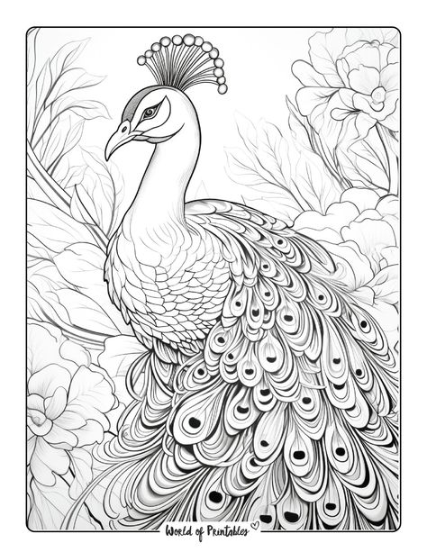 Peacock Drawing Images, Peacock Drawing With Colour, Peacock Outline, Drawing Flames, Peacock Coloring Pages, Peacock Drawing, Seed Dispersal, Fabric Painting Techniques, Peacock Wall Art