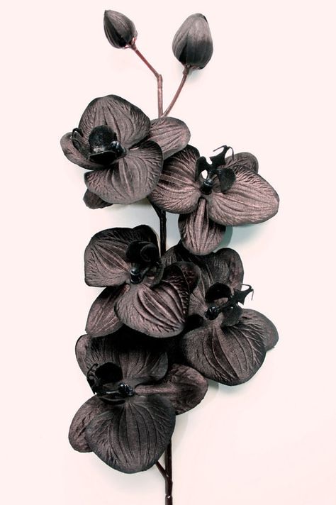 Goth Garden, Exotic Orchids, Artificial Orchids, Black Garden, Flower Stem, 1 Tattoo, Black Orchid, Black Flowers, Artificial Flower Arrangements