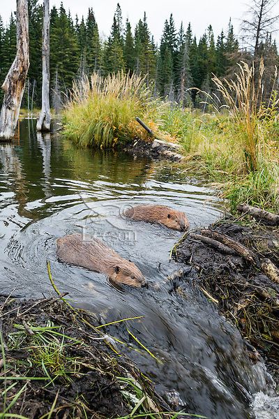 Beaver Aesthetic, Beaver Reference, Beaver Tattoo, Sea Animals Tattoo, Beaver Illustration, Beaver Pictures, Beaver Trapping, Beaver Drawing, Beaver Swimming