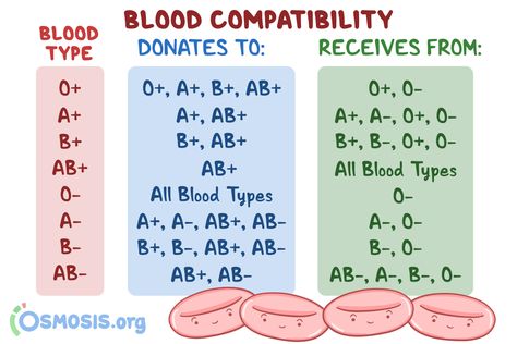 Phlebotomy Study Notes, Blood Compatibility, Nursing School Prep, Nursing School Studying Cheat Sheets, Nursing School Inspiration, Medical Assistant Student, Doctor Of Nursing Practice, Nurse Study, Nursing School Essential