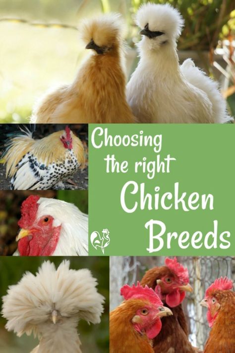 Choosing the right chicken breed for your family is as important as choosing the right family dog. Here's a choice of the most popular breeds - with pictures. #backyardchickens101 #backyardchickens #homesteading #chickenbreedswithpictures Different Breeds Of Chickens, Happy Chickens, Chicken Coop Plans Free, Raising Chicken, Easy Chicken Coop, Types Of Chickens, Chicken Keeping, Coop Ideas, Best Chicken Coop