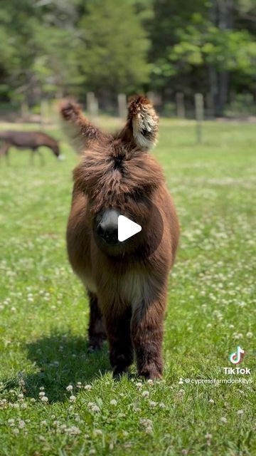 CYPRESS FARM Registered Miniature Donkeys on Instagram: "At Purple Donkey 🫏 Human Rescue we are working to create a safe space for long ears and people. We are a 501c3 ,  interactive donkey 🫏 rescue 🛟 and equine therapy center soon to be offering therapeutic activities for adults and children and equine therapy with licensed therapists and miniature donkeys to children. We are offering volunteer training to those interested in working with our rescue animals and hiring certified equine supervisors to assist therapists with equine therapy. Info@purpledonkey.org @purpledonkeyhumanrescue #equinetherapy #donkeyrescue #donkeysanctuary #donkeysofinstagram🐴 #miniaturedonkey #childrenshealth #playtherapy #minidonkeyfarm #equinesupervisor #volunteer #501c3 #equinetherapist" Miniature Donkeys, Volunteer Training, Therapy Center, Mini Donkey, Miniature Donkey, Equine Therapy, Cute Donkey, Therapeutic Activities, Rescue Animals