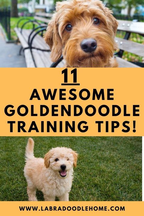 Goldendoodle Puppy Training, Goldendoodle Puppy Haircut, Goldendoodle Tips, Goldendoodle Training, Goldendoodle Grooming, Mini Goldendoodle Puppy, Mini Goldendoodle Puppies, Puppy Time, Golden Doodles