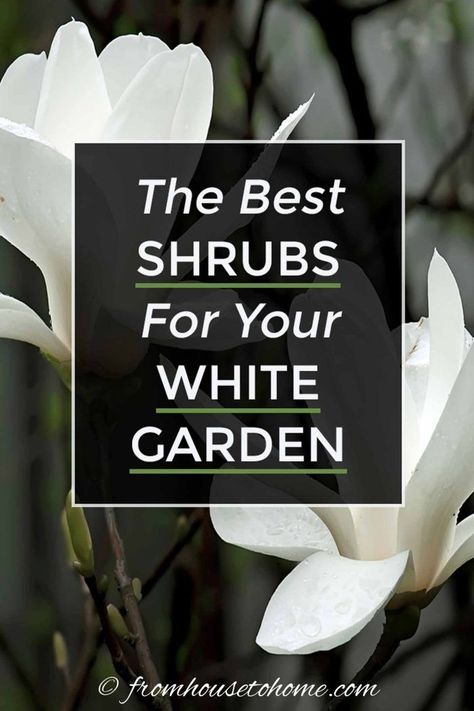 I love these bushes with white flowers to use in my garden design. They will look beautiful in my blue and white backyard garden landscaping. #fromhousetohome #shrubs #bushes #gardendesign #whitegarden #plants Full Sun White Flowers, Shrubs With White Flowers, White Backyard, Growing Gardenias, White Flowering Shrubs, Kalmia Latifolia, Dogwood Blooms, House To Home, Flowering Bushes