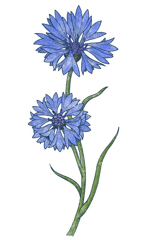 The Cornflowers on Behance Bachelors Buttons Flowers Drawing, Cornflower Drawing Tattoo, Cornflower Blue Tattoo, Corn Flower Drawing, Cornflowers Drawing, Blue Flowers Drawing, Cornflower Drawing, Cornflower Tattoo, Blue Flower Drawing