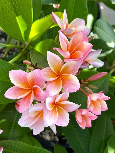 Synchronicity Plumeria Flowers, Glitter Roses, Balloon Flowers, Hibiscus Flowers, Tropical Plants, Flower Pictures, Pretty Flowers, Hibiscus, Artificial Flowers