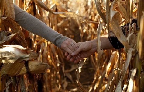 Farm Engagement Photos, Leo Moon, Fall Engagement Pictures, Corn Field, Engagement Pictures Poses, Corn Maze, Engagement Photos Fall, Fall Wedding Decorations, Engagement Photo Poses