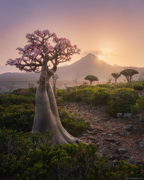 Gorgeous Photos of Socotra, The 'Most Alien-Looking Place on Earth' | PetaPixel Socotra Island, Dragon Blood Tree, Socotra, Unique Trees, Nature Collection, Desert Rose, Yemen, Burning Man, Most Beautiful Places