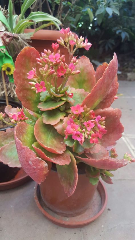 Kalanchoe blossfeldiana variegata Propagate Succulents, Beautiful Succulents, Succulent Ideas, Kalanchoe Blossfeldiana, Plant Succulents, Propagating Succulents, Rock Gardens, Succulents In Containers, Wonderful Flowers