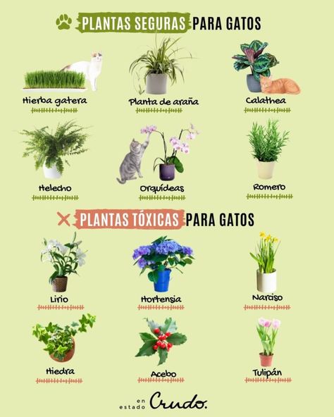 Cat Safe Plants, House Plants Decor, Cat Facts, Interior Deco, Indoor Cat, Botany, Plant Decor, Natural Health, Green Leaves