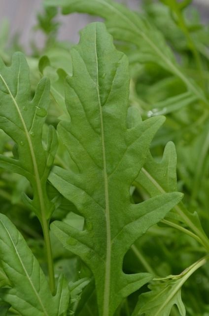 Wild Rocket Flea Beetles, Salad Leaves, Roasted Squash, Garden Makeover, Organic Seeds, Small Leaf, Large Pots, Garden Supplies, Rocket