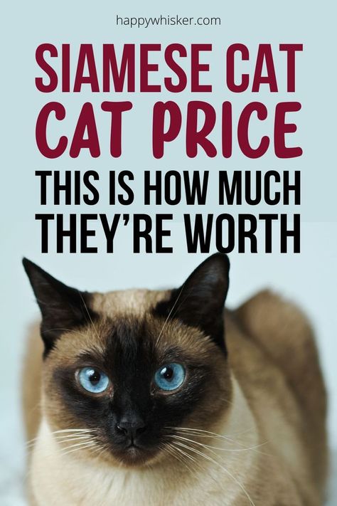 Cat Breeds Siamese, Facts About Cats, Cat Health Problems, Cat Toilet Training, Balinese Cat, Cat Personalities, Cat Info, Cat Toilet, Siamese Kittens