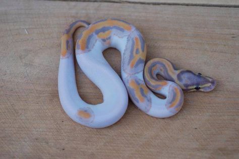 Coral Glow Pied ball python Pie Bald Ball Python, Coral Glow Ball Python, Pied Ball Python, Python Royal, Python Morphs, Cool Snakes, Pretty Snakes, Reptile Room, Ball Python Morphs