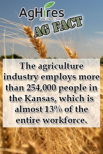 It's another Ag Fact Friday! Check out these facts about Kansas agriculture. #AgFacts #AgricultureFacts #AgJobs #AgHires Agriculture Facts, Agriculture Industry, Dairy Cows, Dairy Farms, New Job, Facts About, Agriculture, Kansas, The Top