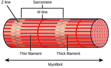 Muscle Contraction and Locomotion - Biology 2e - OpenStax Sarcomere Model, Cardiac Muscle Cell, Smooth Muscle Tissue, Muscle Fiber, Types Of Muscles, Calming Pictures, Plasma Membrane, Motor Neuron, Musculoskeletal System