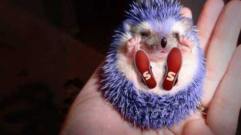 Monday Morning Randomness Sonic Movie, Hedgehog Pet, Baby Hedgehog, Cute Small Animals, Blue Hedgehog, Unusual Animals, Cute Hedgehog, All Things Cute, Weird Animals