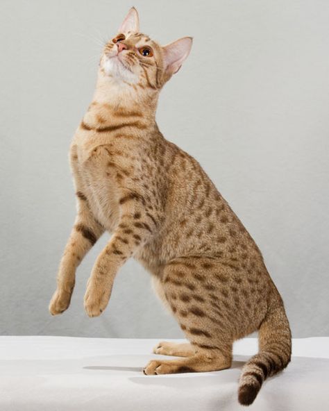 Cat Playhouse, Gatos Cool, Laperm, Ocicat, Selkirk Rex, Cat Anatomy, Rare Cats, Cat Reference, Cat Pose