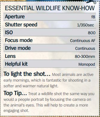 Essential wildlife cheat sheet - Photography for beginners # 37 Wildlife Filmmaking, Sheet Photography, Wildlife Photography Tips, Manual Photography, Digital Photography Lessons, Dslr Photography Tips, Lighting Photography, Photography Settings, Camera Tips