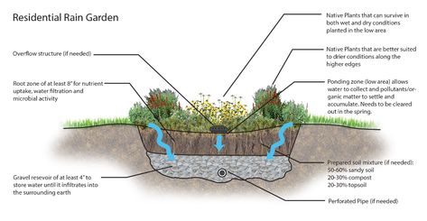 Rain Garden Design, Small Flowering Plants, Retention Pond, Rain Gardens, Butterfly Habitat, Florida Plants, Floating Plants, Water Pond, Water Pollution