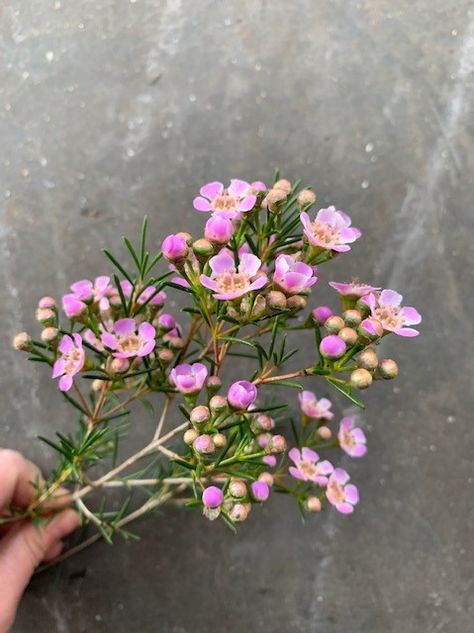 Pale Flowers, Wax Flower White, Pink Waxflower, Pink Stock Flower, Pale Pink Flowers Aesthetic, Flower Identification, Small Pink Flowers, Floral Design Classes, Australian Flowers