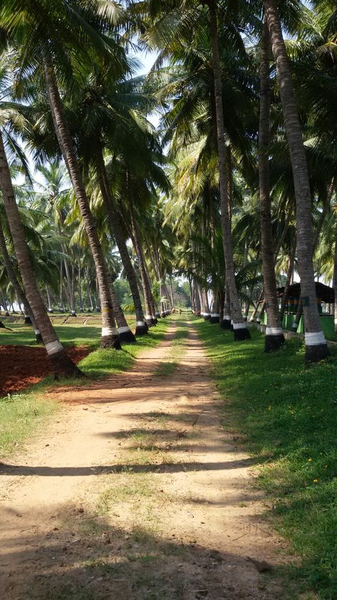 Walk in Nature in Tranquille Farm Pondicherry #tranquillefarm #pondicherry #pondy #nature #coconut #trees #seekingtheoutdoors #livingwithnature #farm Coconut Farm Resort, Coconut Farm, Green Village, Walk In Nature, Farm Images, Dream Farm, Dark Materials, Wallpaper Landscape, Green Farm