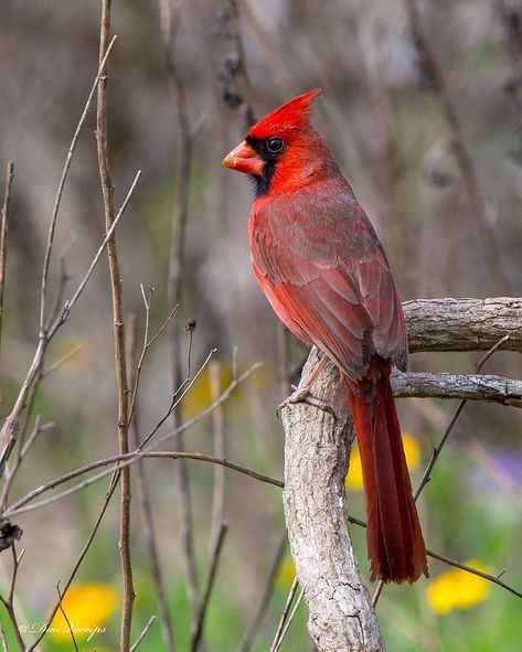 Cardinals Birds, Red Cardinals, Bird Carving, Cardinal Bird, Spring Is In The Air, Red Bird, Cardinal Birds, Airbrush Art, Red Cardinal