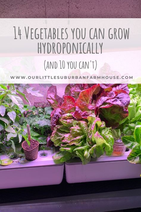 I grow food in my basement year-round, so if you're curious about what you can grow hydroponically, here are 14 things you can grow and 10 you can't. Best Vegetables To Grow Hydroponic, Growing Lettuce Hydroponically, What To Grow In Aerogarden, Counter Top Hydroponics, What To Grow In Hydroponics, How To Grow Hydroponic Plants, What To Plant In Hydroponics, Best Plants To Grow In Aerogarden, Best Hydroponic Plants