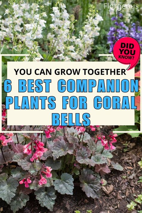 Coral Bells Companion Plants Penstemon Companion Plants, Coral Bells Landscaping Ideas, Corabells Perennials Care, Astilbe Companion Plants, Coral Bells Companion Plants, Cora Bells Plants, Hosta Companion Plants, Corabells Landscaping, Coral Bell Garden