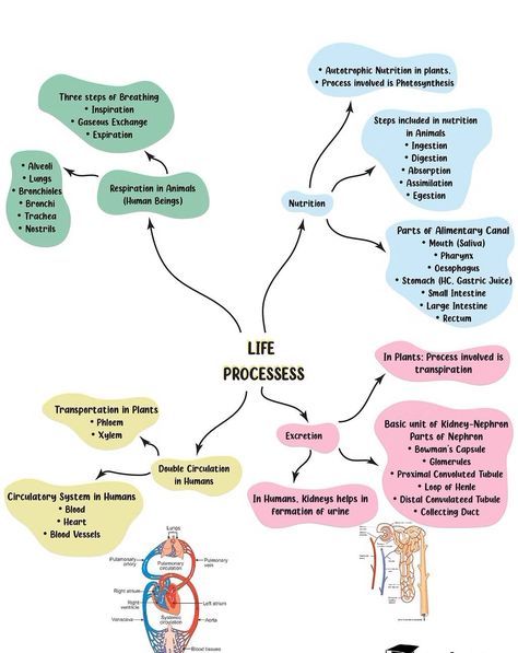 Flow Chart Aesthetic, Chart Aesthetic, Nutrition In Plants, Loop Of Henle, Flow Chart Design, Process Flow Chart, Notes Life, Gastric Juice, Nurse Study Notes