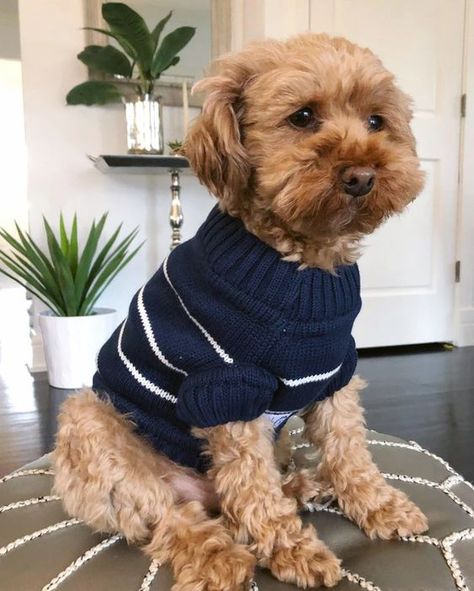 Coastal Sweater, Dog Fits, Dog Outfits, Hipster Dog, Cute Dog Clothes, King Charles Cavalier Spaniel Puppy, Knit Dog Sweater, Havanese Puppies, Havanese Dogs