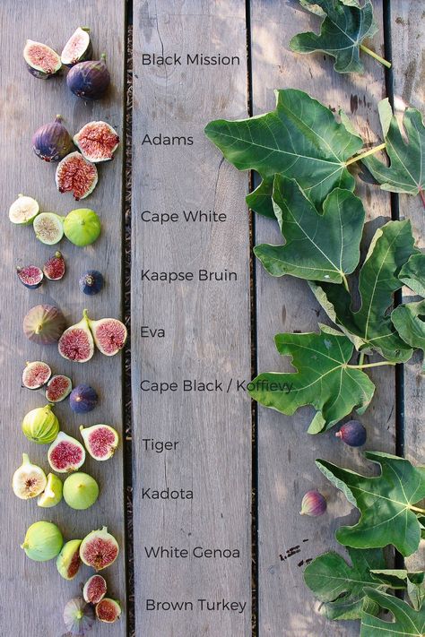 What are the different types of figs? - RatinKhosh Co. Fig Tree Potted, Fig Tree Garden, Potted Fig Tree, Growing Fig Trees, Fig Varieties, Fig Flower, Fig Trees, Fig Plant, Fig Fruit