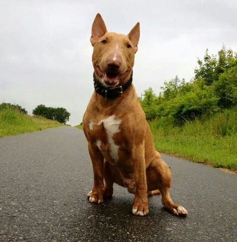 Gorgeous Lovers Tattoo, Mini Bull Terriers, English Dogs, Miniature Bull Terrier, Bully Dog, English Bull Terriers, Best Dog Breeds, Bull Terriers, Bull Terrier Dog