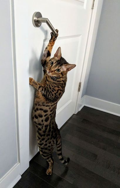 Toyger Cat, Gatos Cool, Bengal Kitten, Bengal Cats, Cat Post, Gorgeous Cats, Bad Cats, Funny Cats And Dogs, Here Kitty Kitty