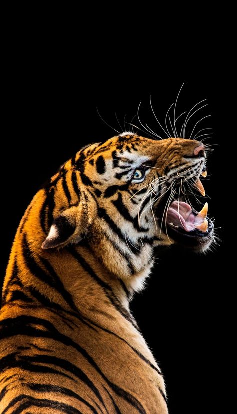 Tiger Tigre Y Dragon, Big Cat Species, Angry Tiger, Tiger Images, Black Hd, Tiger Pictures, Artistic Pictures, Unicorn Halloween, Animal Study